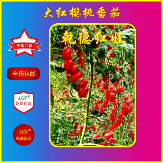 【包邮】乾德红娃 红果樱桃番茄  口感好 易坐果春秋茬口
