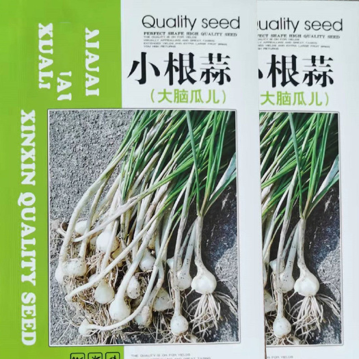 济南野菜小根蒜种子大脑瓜韭葱野蒜山蒜籽春秋四季播种阳台盆栽蔬菜孑