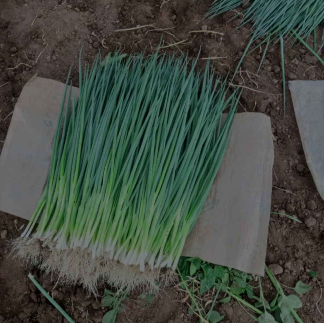 通货，精品，香葱货源充足