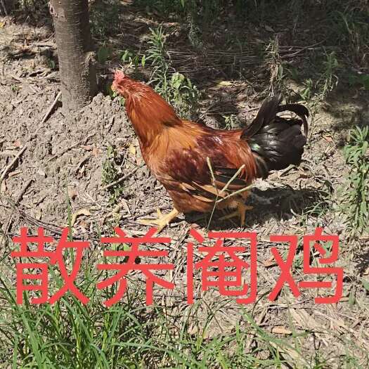 河南修武县阉鸡农家散养土鸡手工制作白条鸡太监鸡