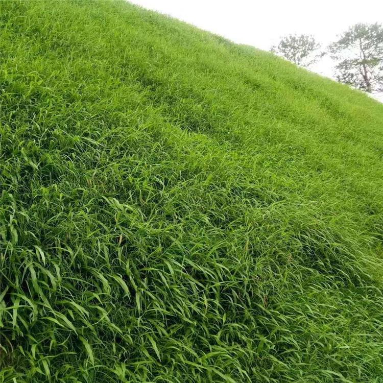 沭阳县宽叶草种子 宽叶雀稗草种子 工程绿化草种固坡护土 防止水土流
