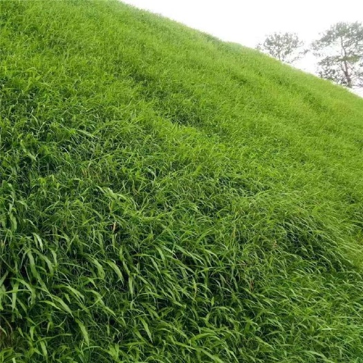 宽叶草种子 宽叶雀稗草种子 工程绿化草种固坡护土 防止水土流