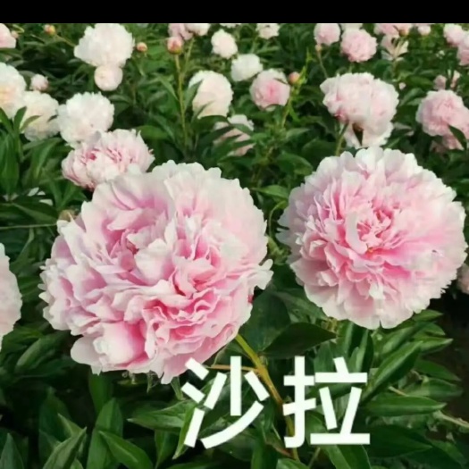 菏泽观赏牡丹  菏泽正宗观赏芍药～沙拉小姐