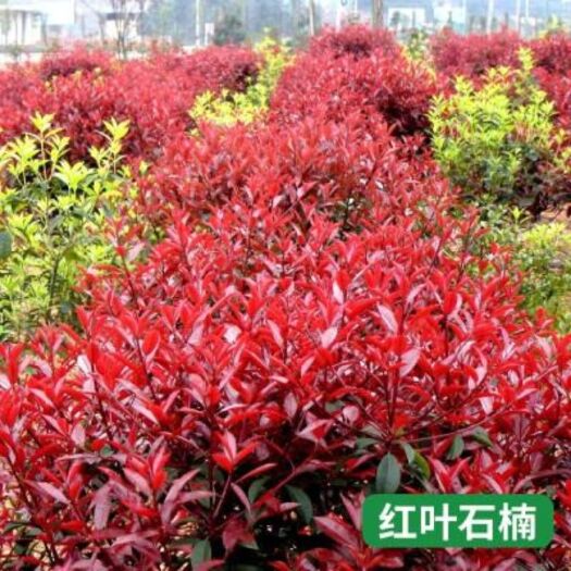 咸宁红罗宾  常年供应红叶石楠树小苗石楠球篱笆墙罗宾红正宗原产地红叶石楠苗