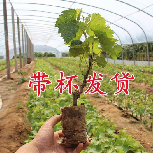 葡萄苗阳光玫瑰原土原盆带叶蓝宝石盆栽地栽庭院南北方果树苗结果