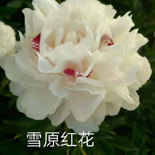 菏泽观赏牡丹  菏泽正宗观赏芍药～雪原红星