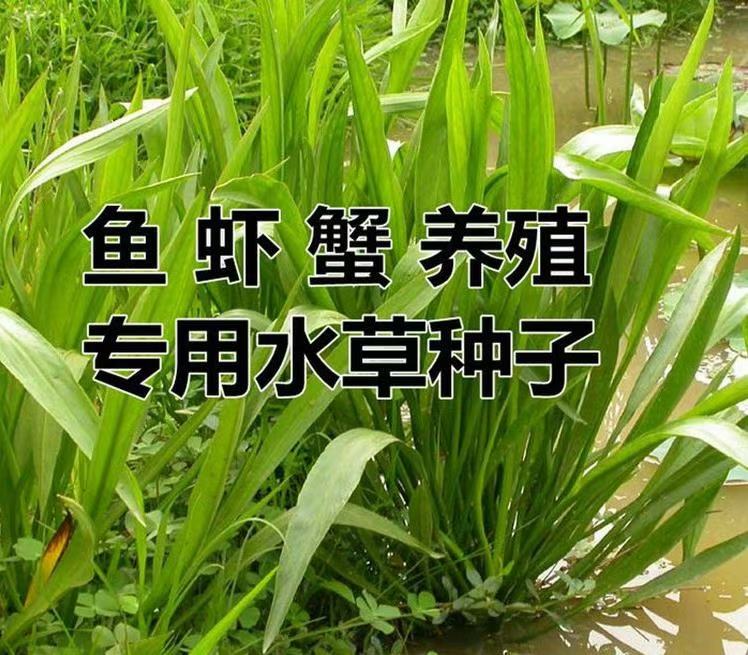 南京小米草种子水草种子水产养殖鱼虾蟹可食用牧草