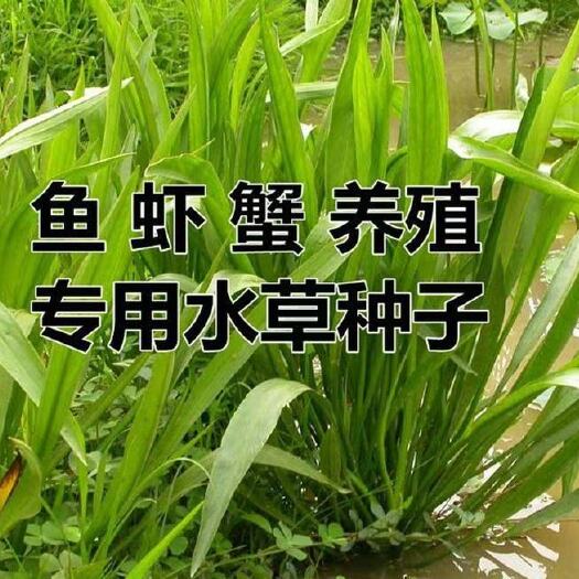 南京小米草种子水草种子水产养殖鱼虾蟹可食用牧草