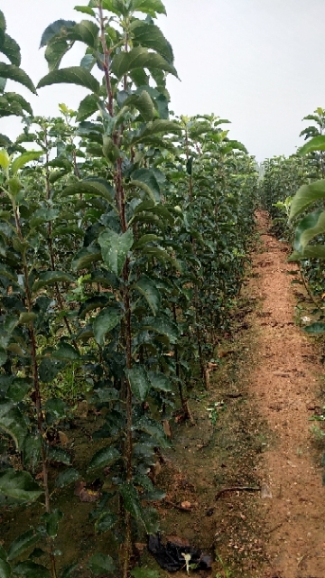青岛 明月苹果树苗