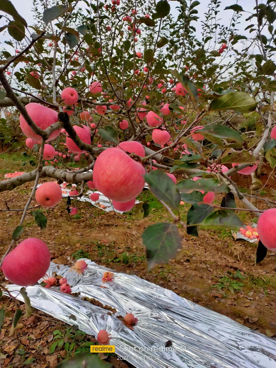 秦冠苹果  苹果