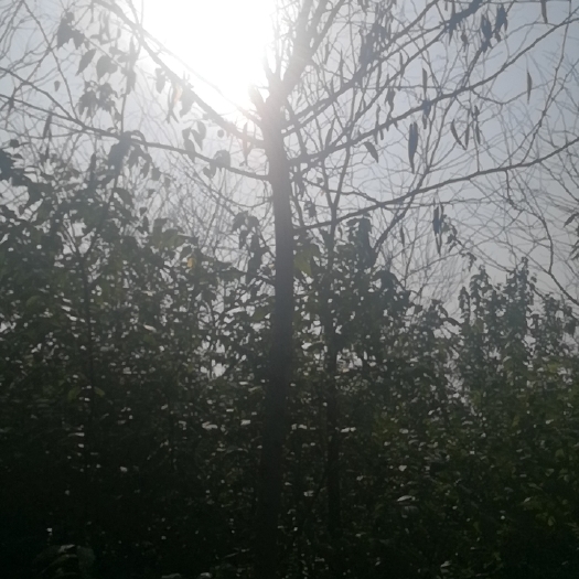 鄢陵县皂角树 皂角，大刺皂角