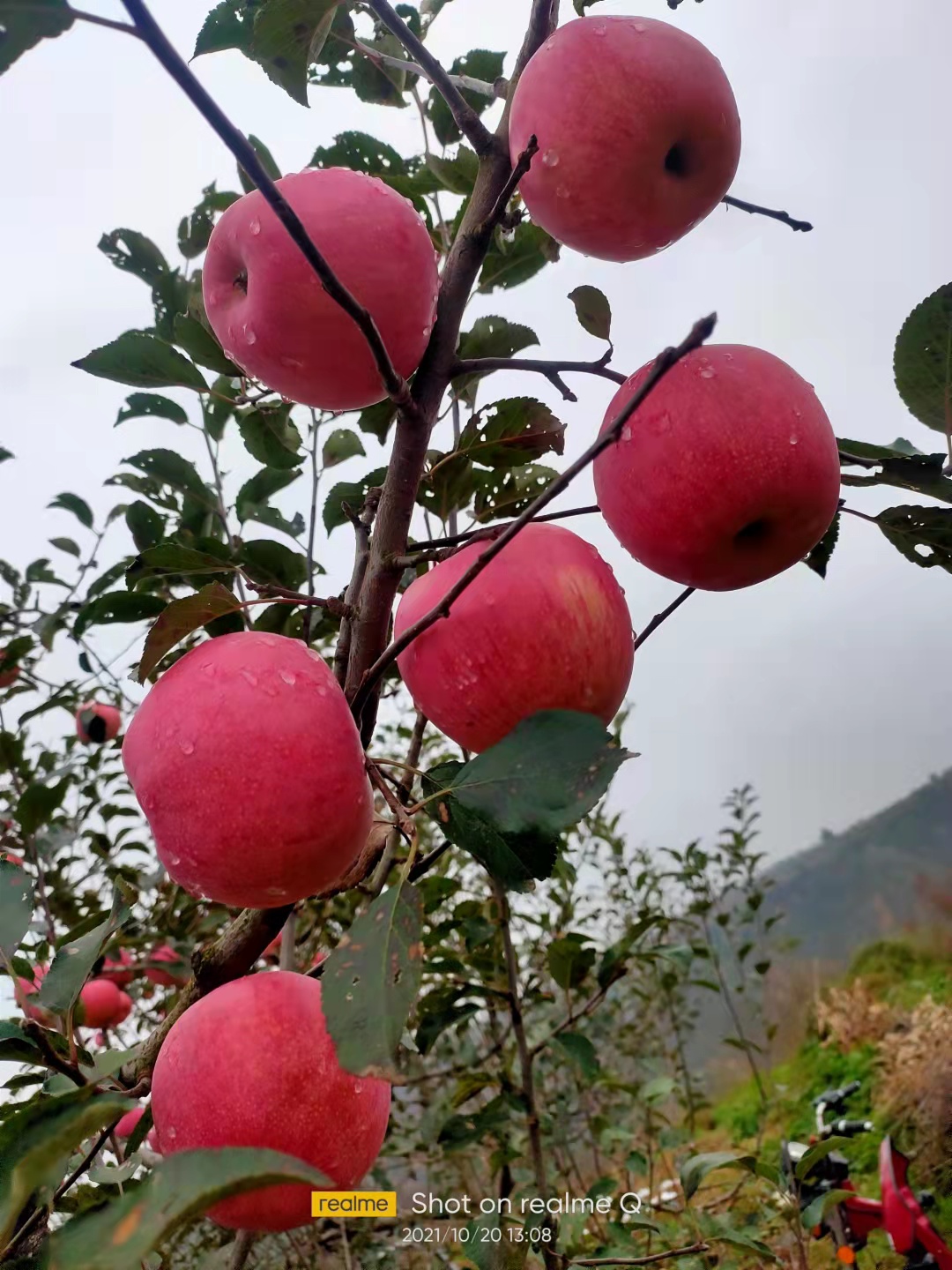 秦冠苹果  苹果