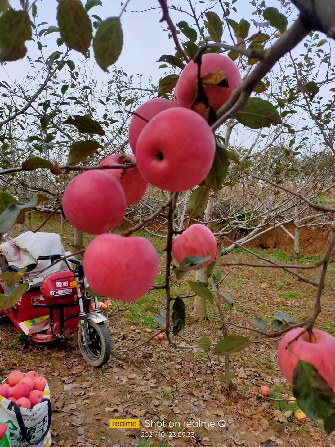 秦冠苹果  苹果