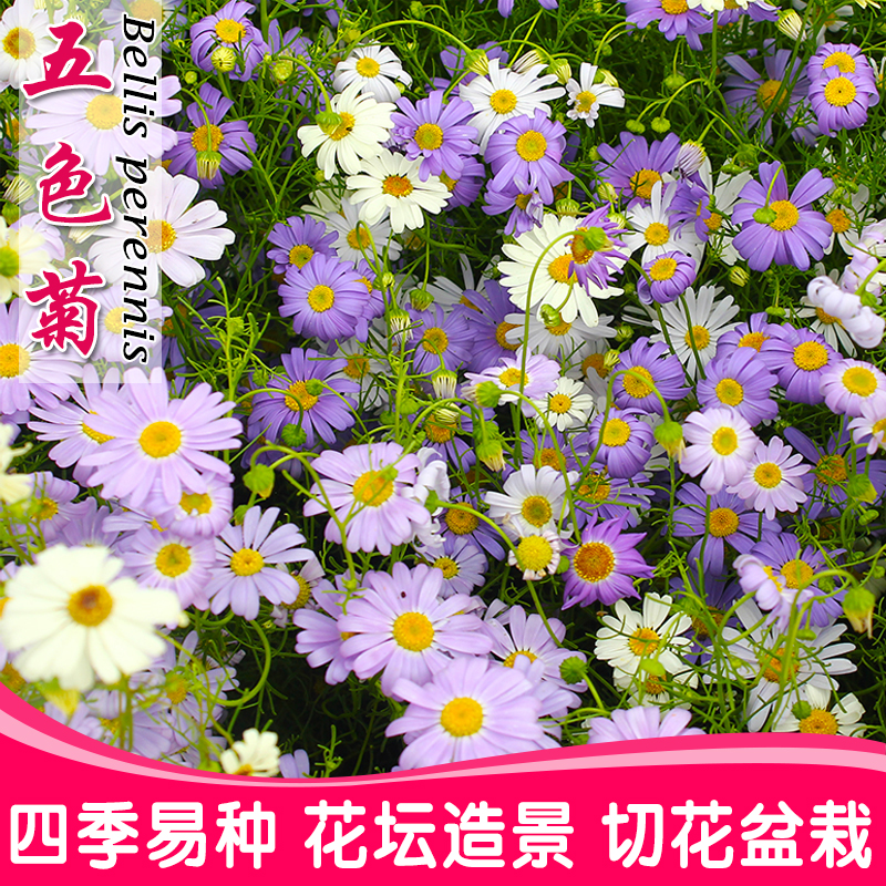 沭阳县五色菊种子四季易种开花不断室外庭院阳台易活花种景观花海花籽子