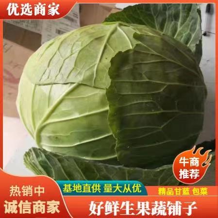 西吉县大铁头  饺子厂加工厂包菜基地直供