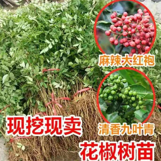 蒙山县无刺花椒苗  大红袍花椒苗，狮子头大红袍，九叶青花椒苗，基地