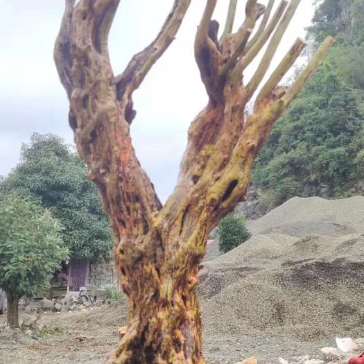 安顺国旗红杜鹃 精品大货映山红桩