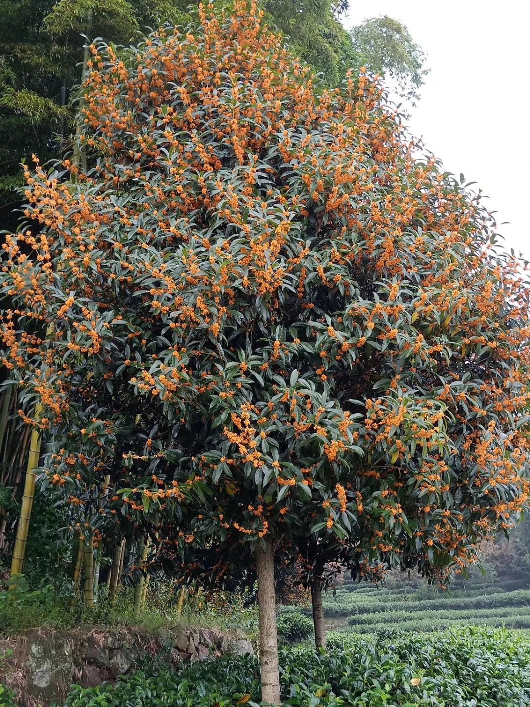 常年供应各种规格大小桂花树大树小苗丹桂金桂四季桂价格美丽