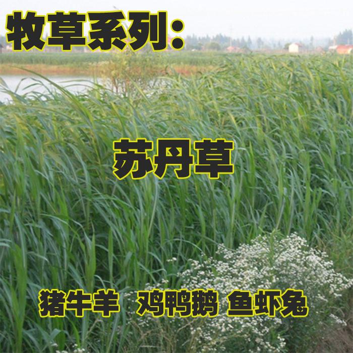 南京苏丹草种子 高丹草种子四季牧草种子牛羊饲料鱼草籽 量大优惠