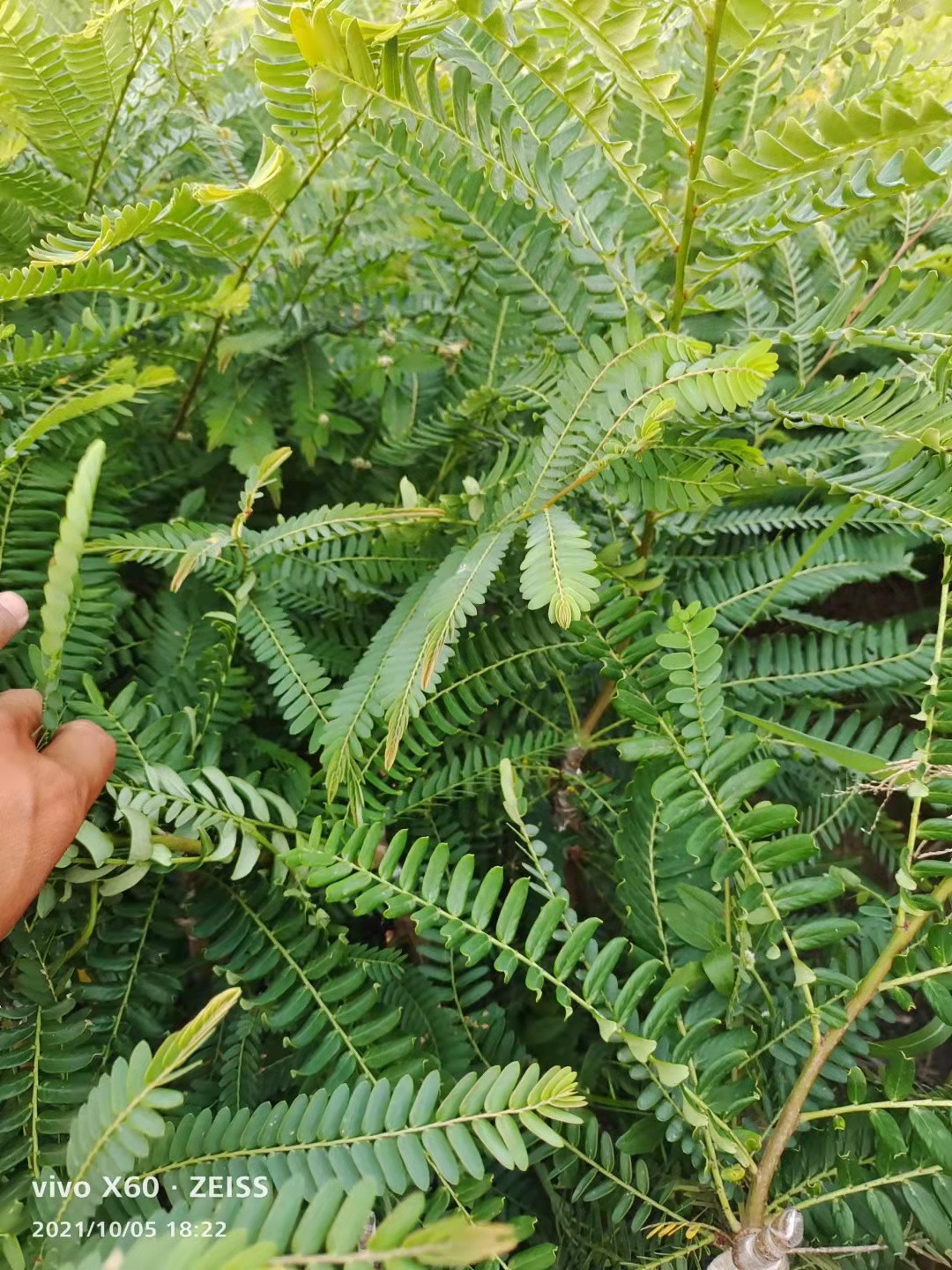 代发货各种果苗 余甘果  大果余甘苗牛柑果苗余甘