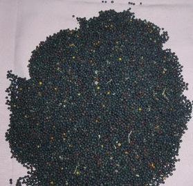 永昌县 油菜籽
