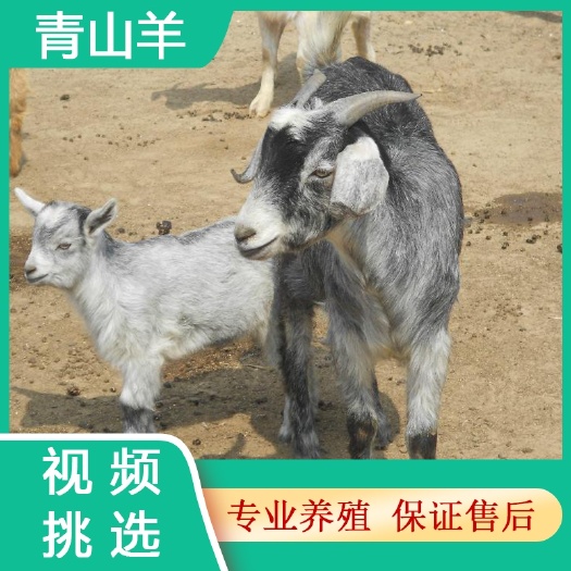 郓城县小羔羊  青山羊活羊鲁西南土羊纯种成年公羊活体精品怀孕大母羊小羊羔羊崽