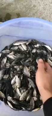 南宁 罗非鱼苗