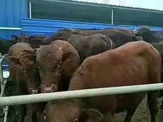  一一基地现在出售肉牛犊