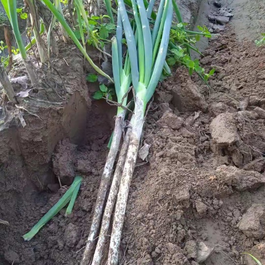 菏泽长白大葱 山东菏泽大葱20亩左右
