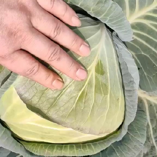 岳阳奥奇娜甘蓝  奥其娜包菜  外表清秀  耐运输  诚信经营 互惠互利