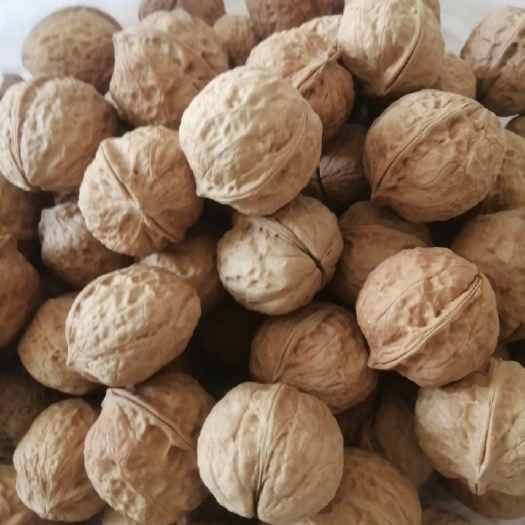 大姚县 云南薄皮核桃103果