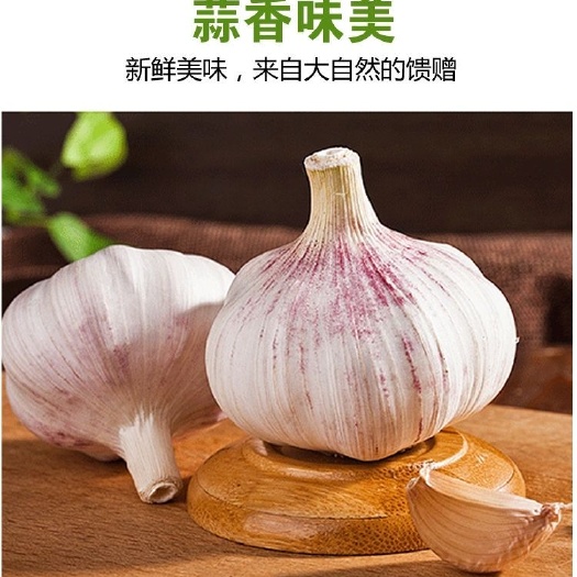 邹城市紫皮蒜 干大蒜2019金乡大蒜蒜头  优质大蒜 产地直发