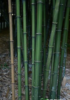 都匀市方竹八月竹