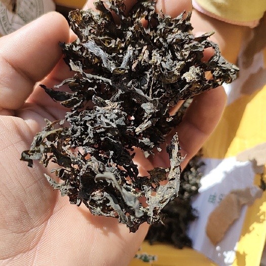 海原县地皮菜  免洗地软子，有喜欢的老板欢迎致电！
