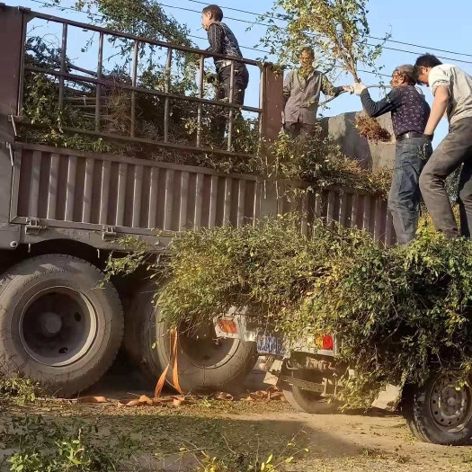 荥阳市 大量供应软籽石榴树苗，石榴苗，突尼斯软籽石榴树苗
