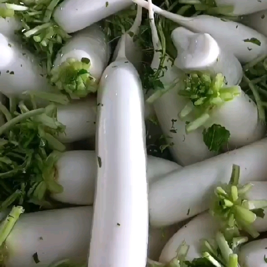 北京白萝卜 价格超超超……便宜！欢迎采购！