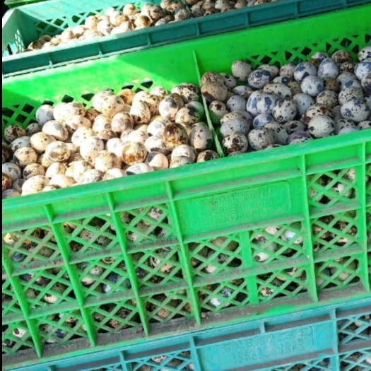 江门桂花雀蛋 食用 箱装