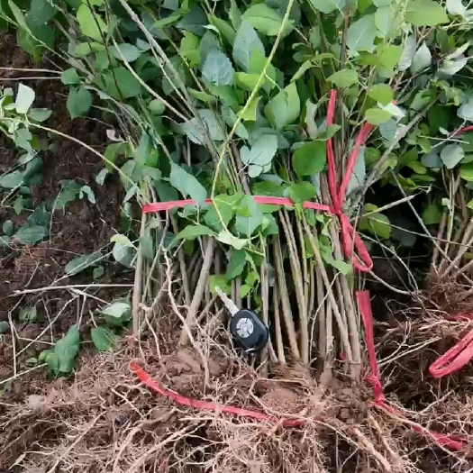 连翘苗药用连翘苗，华北药用连翘苗