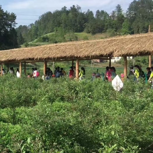 重庆市 七年蓝莓苗，6000株，整体转卖