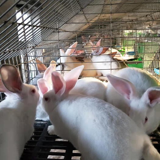 襄垣县肉兔 家兔