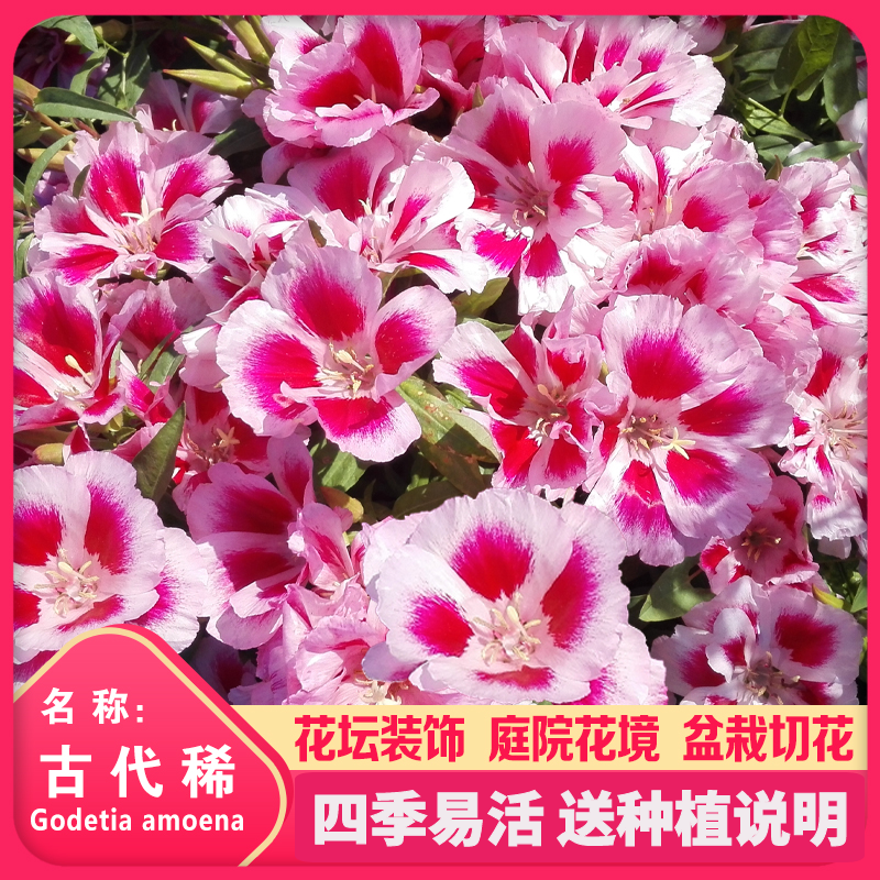 沭阳县家庭园艺室外庭院阳台盆栽观赏花卉古代稀种子四季易种送春花种籽