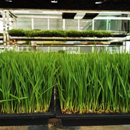 长沙红星田园芽苗菜种植基地-小麦芽