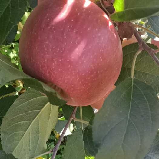 盐源县寒富苹果  糖心苹果