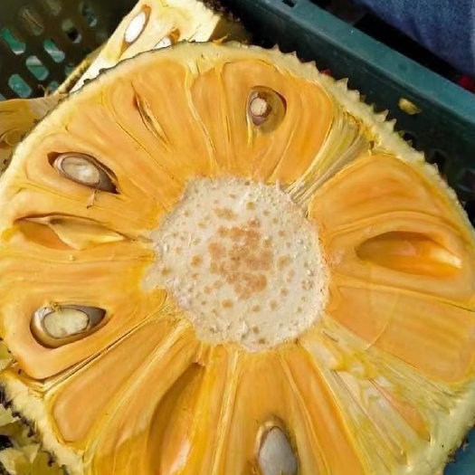 河口县菠萝蜜 云南省红河哈尼族彝族自治州河口瑶族自治县 干包 
