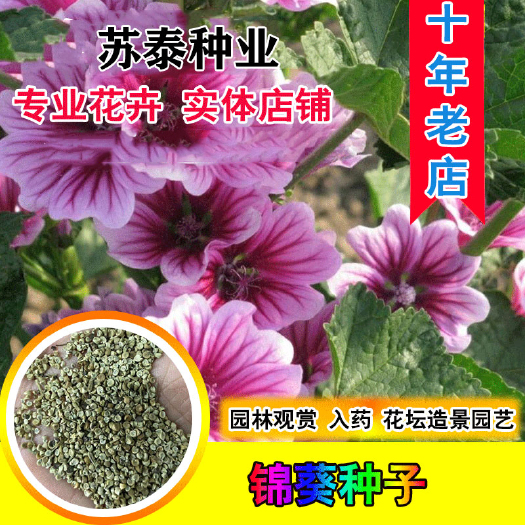 南京锦葵种子四季荆葵钱葵小钱花金钱紫花葵盆栽花卉马络葵种子花种籽