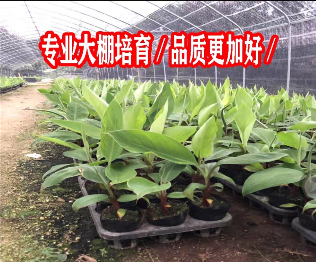抗病毒10号香蕉苗，红抗香蕉苗，
