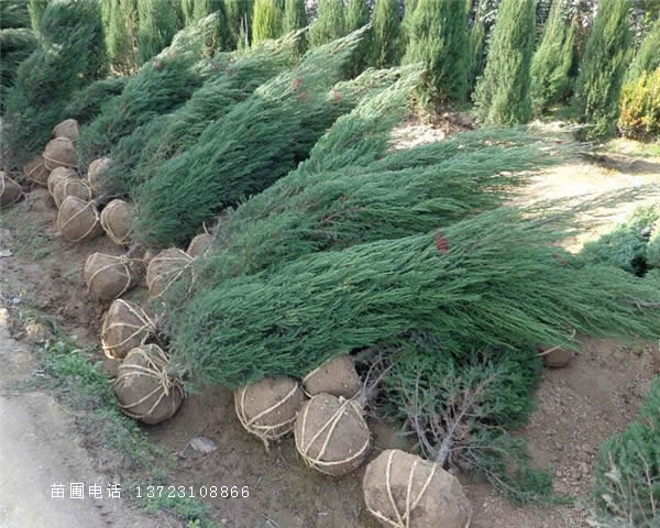 潢川县 刺柏--河南桧种植基地