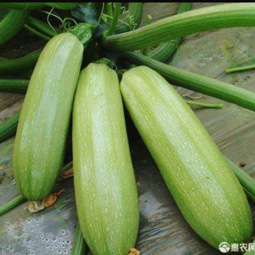 永昌县绿皮西葫芦 甘肃精品西葫芦  自家大棚安全放心质量有保证