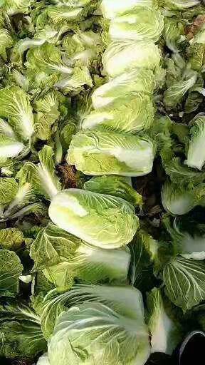 夏邑县青杂三号白菜，质量好