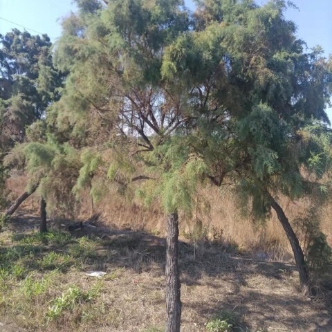 惠民县红柳  柽柳，盐松，山东柽柳基地，